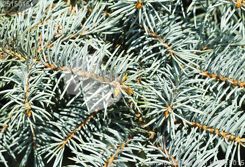 Image of Christmas tree background 