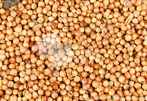 Image of Aromatic coriander seeds as  food background 