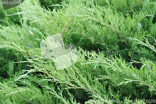 Image of Floral pattern: thuja branches. 