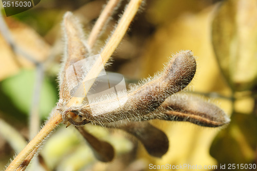 Image of Soya pod macro. Harvest of soy beans - agriculture legumes plant. Soybean field - dry soyas pods. 