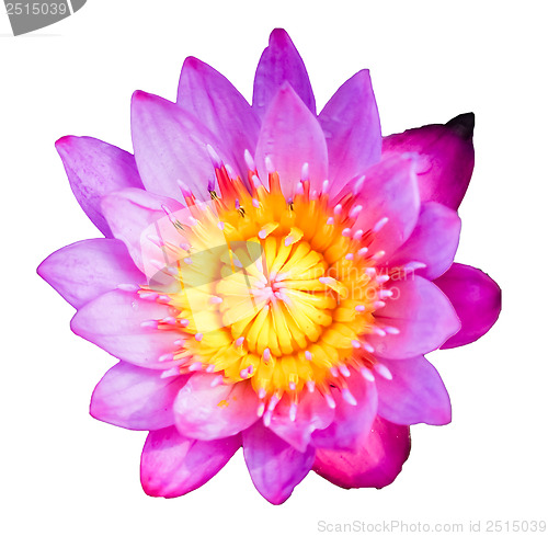 Image of Lotus (Water Lily)