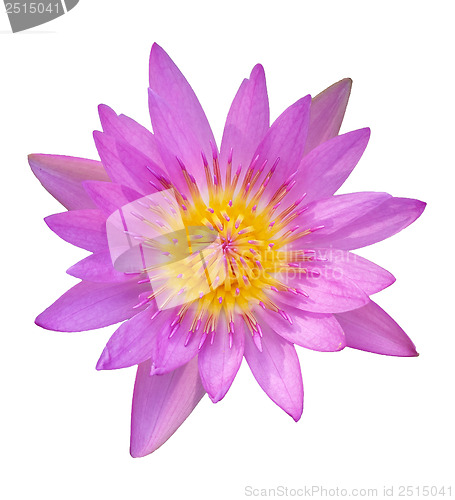 Image of Lotus (Water Lily)