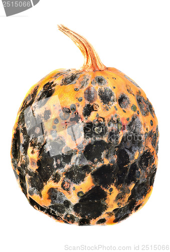 Image of Rotten pumpkin  for halloween