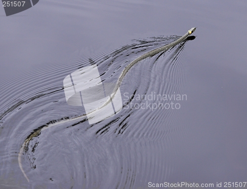 Image of Grass snake