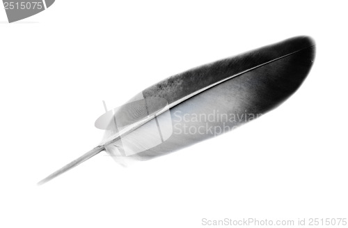 Image of feather of a bird  isolated on  white background