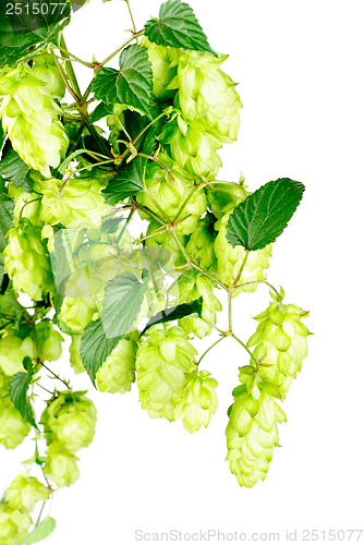 Image of hop  close-up isolated on  white   background 