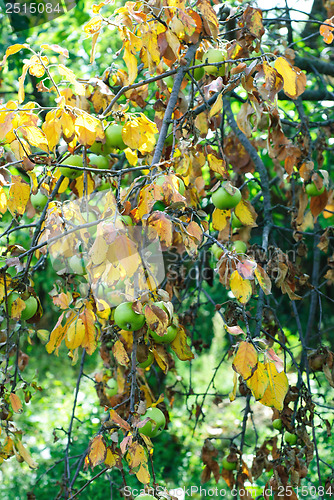 Image of Dry leaves and green apples on a branch. The concept of drought
