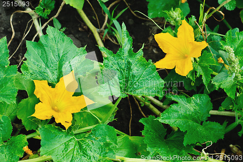 Image of pumpkin blossom   fine nature   background