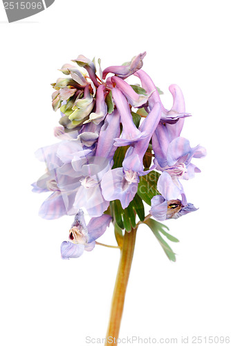 Image of Flower Corydalis halleri . Spring close-up. 