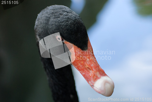 Image of Head Shot of a Black Swan Cygnus atratus 