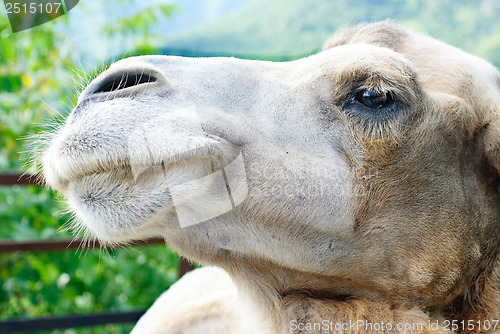 Image of shot of the camel's head  close up 
