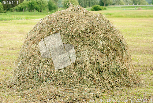 Image of Rick on the meadow close-up