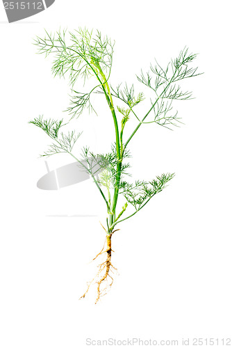 Image of Green dill with  root isolated on white background. Studio macro 