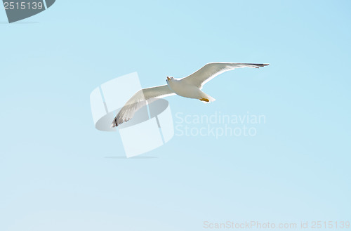 Image of European Herring Gull (Larus argentatus)  in  blue  sky