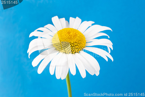 Image of one chamomiles on blue background in studio