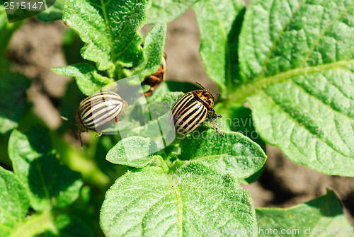 Image of Two colorado potato beetle on a leaf