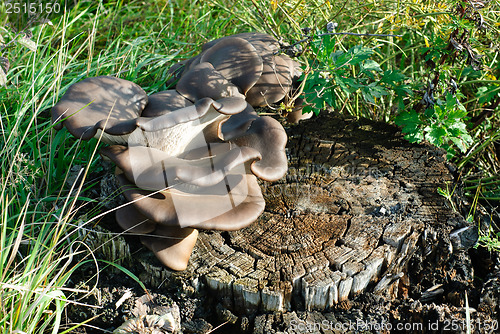Image of macro  mushroom oyster on the tree?stump