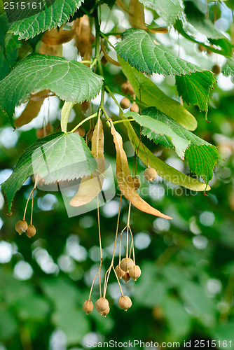 Image of linden tree seeds closeup on  green leaves background