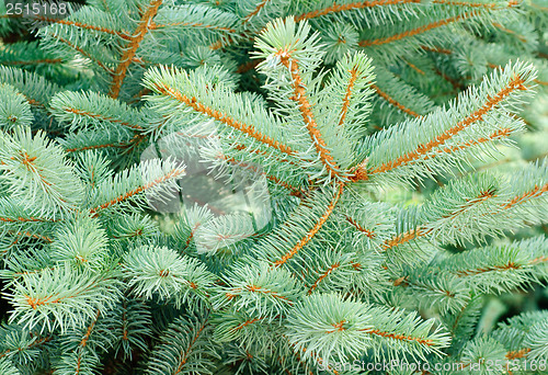 Image of Blue Spruce Tree Branches  as background