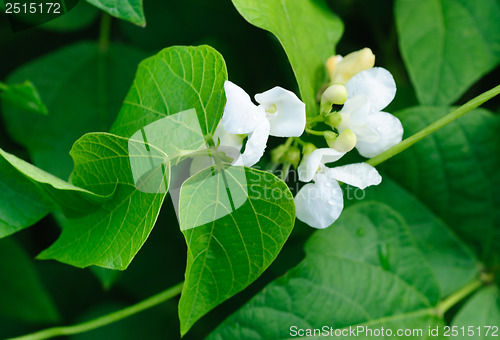 Image of Bean flowers with water drops selective focus  . Shallow depth of field.