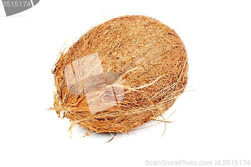 Image of one coconut isolated on white 