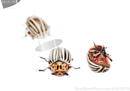 Image of three colorado potato bug (leptinotarsa decemlineata) isolated on the white background 