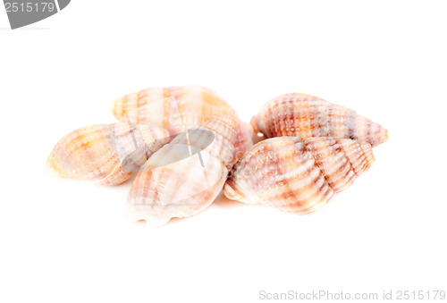 Image of shellfish studio shot  isolation on white background 