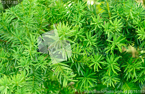 Image of Yew (Taxus baccata)  green leaves  background