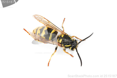 Image of wasp isolated on white background