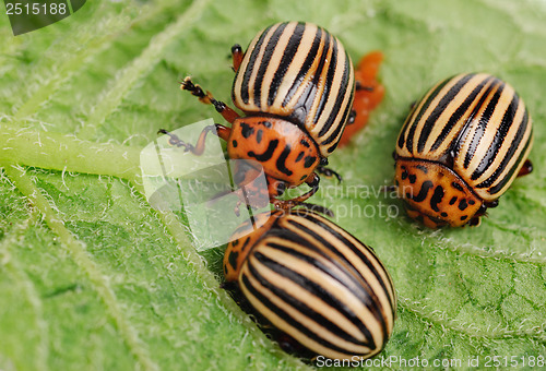 Image of ?hree Colorado potato beetle on a leaf