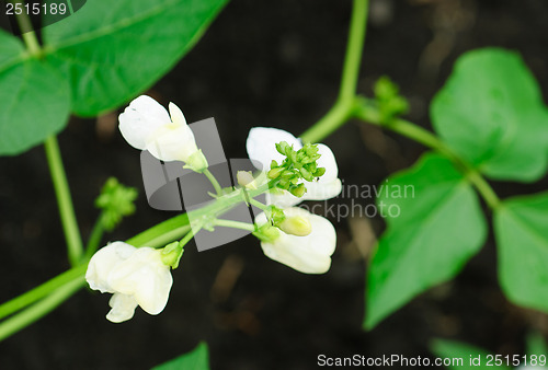 Image of Bean flowers selective focus. Shallow depth of field.