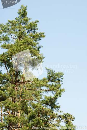 Image of pines against the blue sky