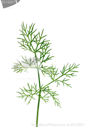 Image of Fresh green dill twigs, isolated on white macro 