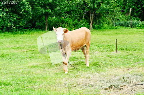 Image of young brown bull in a pasture