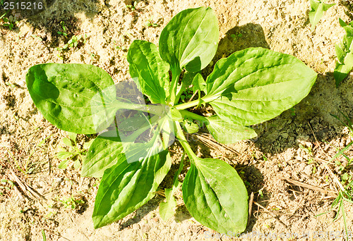 Image of herbal medicine: (Plantago lanceolata )  in the soil