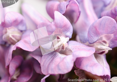 Image of Flower Corydalis halleri. Spring close-up. 