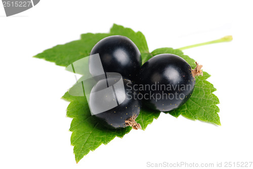 Image of Black currant with leaves isolated  on  white