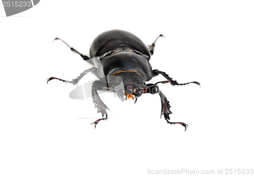 Image of Female Lucanus cervus (stag beetle) isolated on the white background 