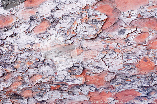 Image of pine tree bark of  texture background