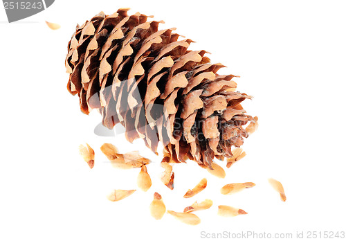 Image of Cone spruce with seeds on a white background 