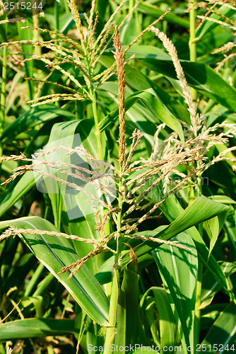 Image of Corn Field   close-up  as  background