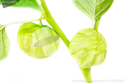 Image of Physalis with bud,lantern  isolated on white background 