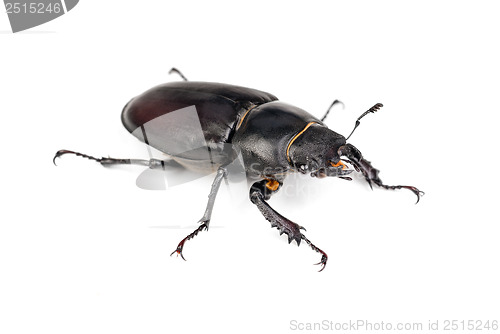 Image of Female Lucanus cervus (stag beetle) isolated on the white background 