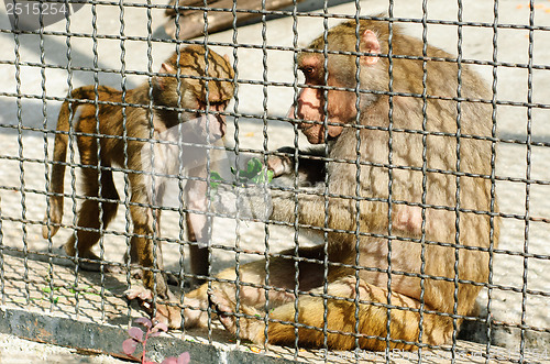 Image of Two monkeys in a cage