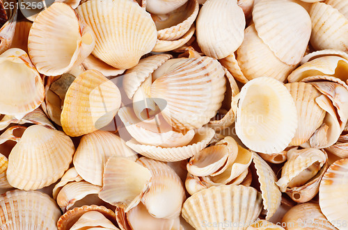 Image of shellfish  background  studio shot