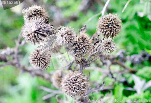 Image of A dried up Thistle on the  green background