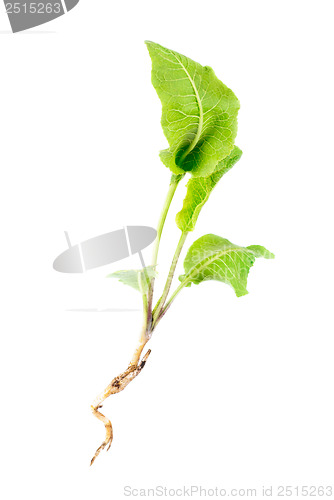 Image of Horseradish (Cochlearia armoracia)  isolated  on  white  background