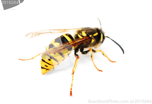 Image of wasp isolated on white background