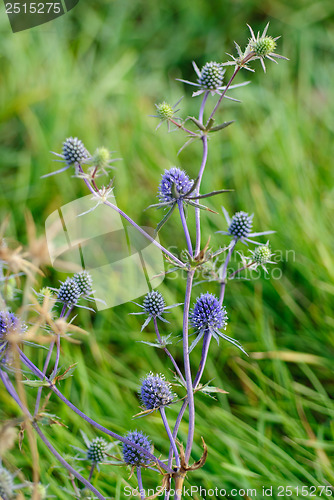 Image of Flat sea holly steel blue eryngo green background (eryngium planum) 