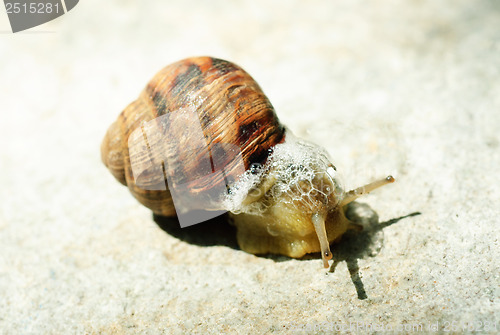 Image of macro brown snail on a grey background